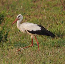 Tarangire NP Bird White Stork