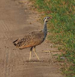 White Bellied Bustard