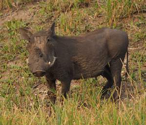 Tarangire NP Warthog