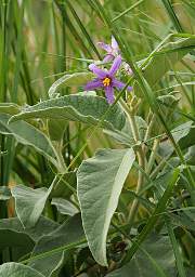 Tarangire NP Flower Xxx Lavender Yellow