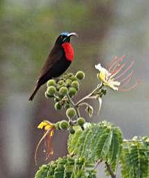 Tarangire NP Bird Scarlet Chested Sunbird