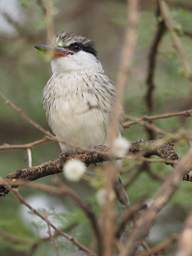 Tarangire NP Bird Striped Kingfisher