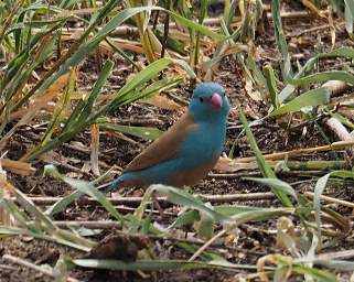 Tarangire NP Bird Red Cheeked Cordon Bleu F