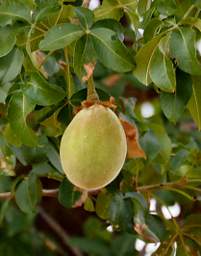 Tarangire NP Tree Fruit