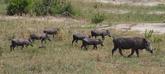 Tarangire NP Warthogs