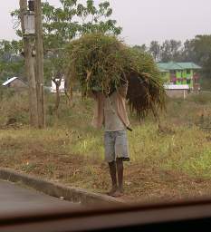 Grass For Cows