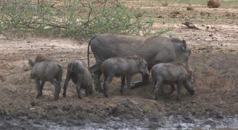  Wart Hogs