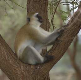  Vervet Monkey