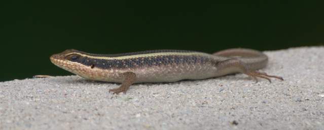  Striped Skink