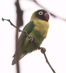 Yellow Collared Lovebird