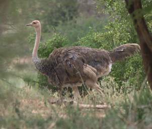 Common Ostrich