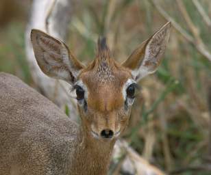  Kirks Dik Dik