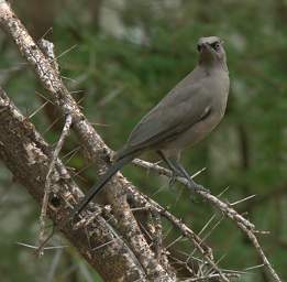  Slate Coloured Boubou