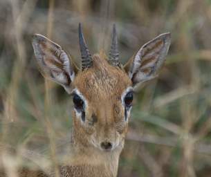  Kirks Dik Dik