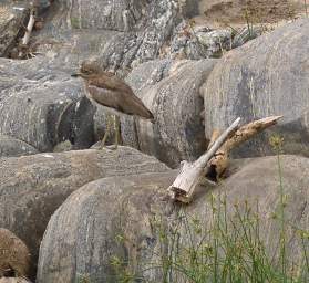  Water Thick Knee