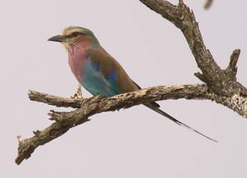  Lilac Breasted Roller