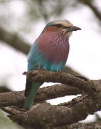  Lilac Breasted Roller