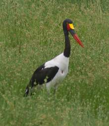  Saddle Billed Stork