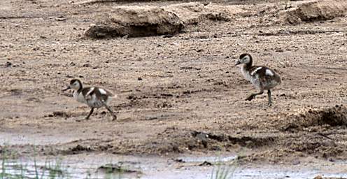  Egyptian Goose Goslings