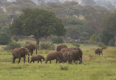  Elephants