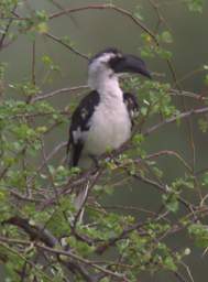  Von Der Deckens Hornbill F