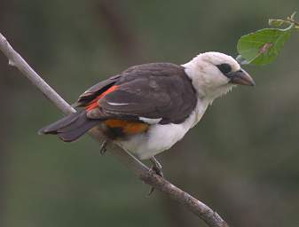 White Headed Buffalo Weaver