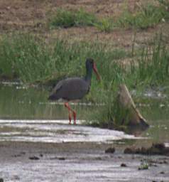 Black Stork