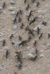  Army Ants