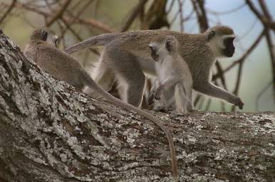  Black Faced Vervet Monkey