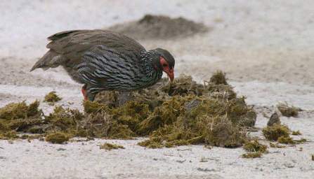 Red Necked Spurfowl