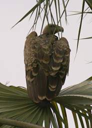  African White Backed Vulture