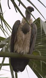 African White Backed Vulture