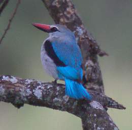  Woodland Kingfisher