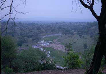  Morning Tarangire R