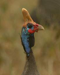  Helmeted Guineafowl