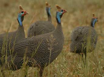  Helmeted Guineafowl