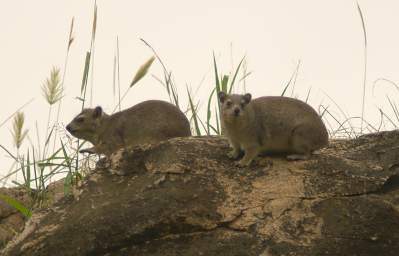  Rock Hyrax