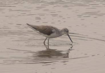  Common Greenshank