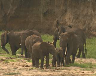  Elephants