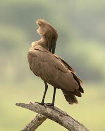 Hamerkop