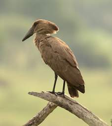 Hamerkop