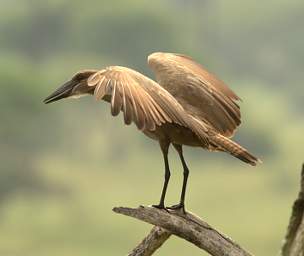 Hamerkop