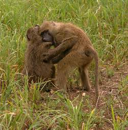  Baboon Hugs