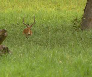  Impala