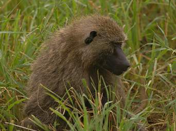  Olive Baboon