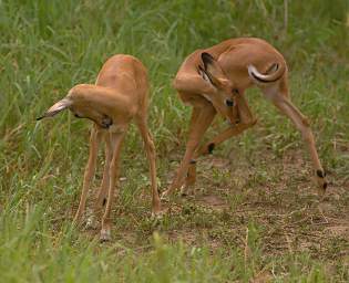  Impalas Scratching