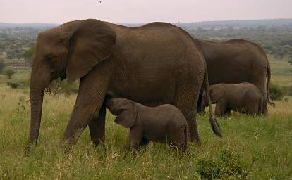  Elephant Baby Nursing