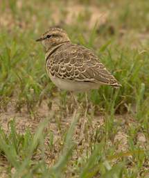 Two Banded Courser