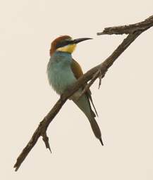  European Bee Eater