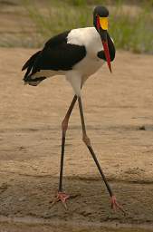  Saddle Billed Stork